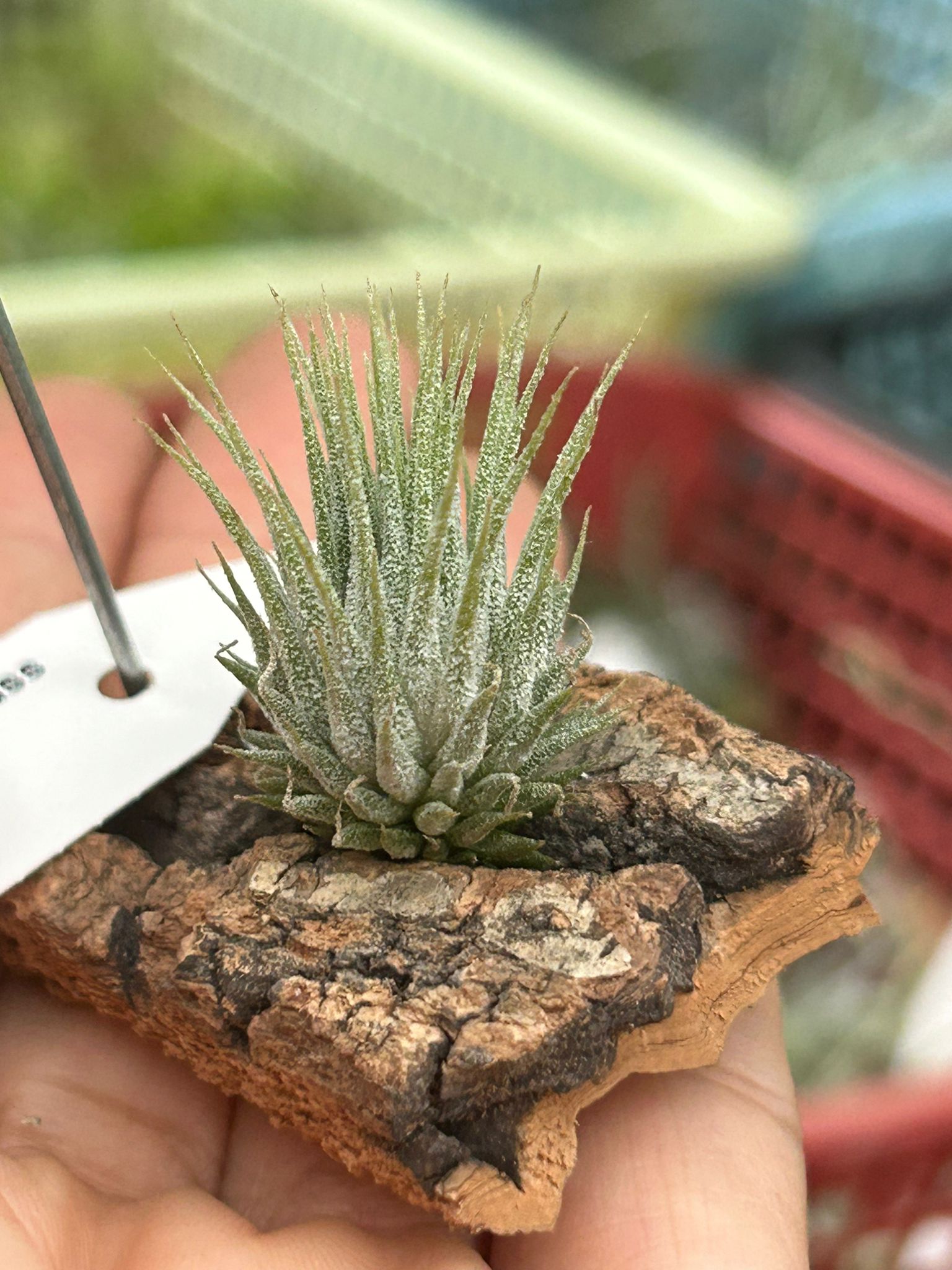 英*呂様 Tillandsia ionantha ‘Haselnuss' Koe Tillandsia - ionantha 'Haselnuss' ex. BH NEW - Air Plant Decor