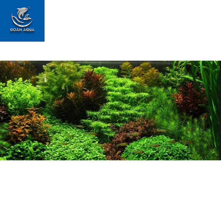 Cây Thủy Sinh Cắt Cắm (Tổng Hợp)