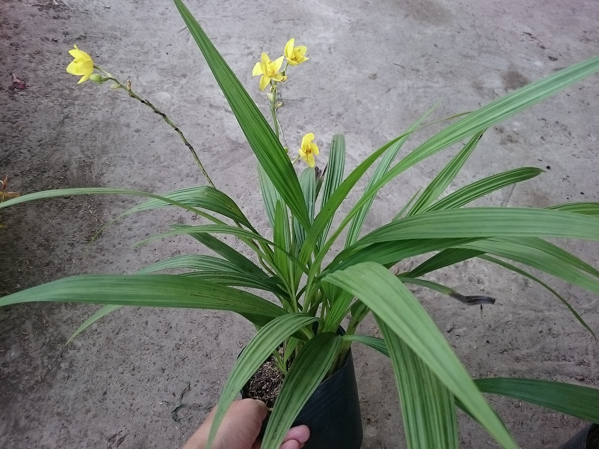 Cây Lan Chu Đỉnh Vàng ( Địa Lan Hoa Vàng ) - cây cảnh để bàn