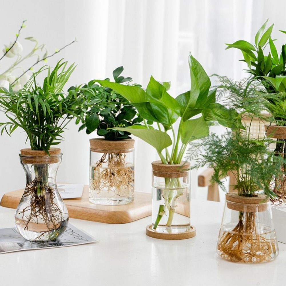 Container Transparent Hydroponic Flower Pot Thickened Glass Transparent  Glass Pots Mini Round Ecological Glass Vase Flowers | Daraz.com.bd