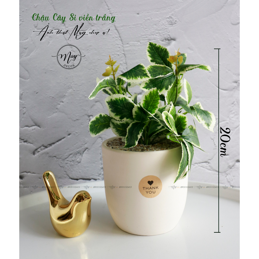 Cây giả, ngâu, bình an, lá gấm, trầu bà chậu cây để bàn xinh xắn cao 22cm