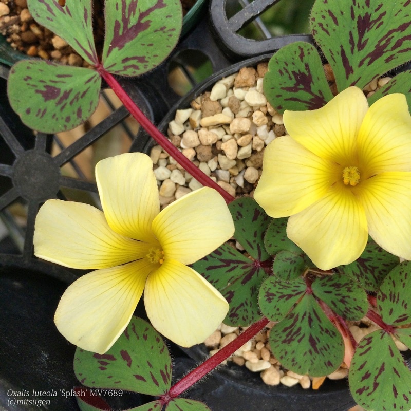 củ hoa oxalis dòng luteola
