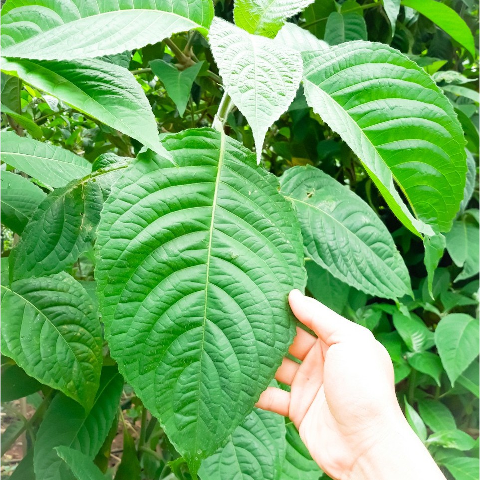Cây chè khổng lồ tăng cường đạm cho vật nuôi - cây giống