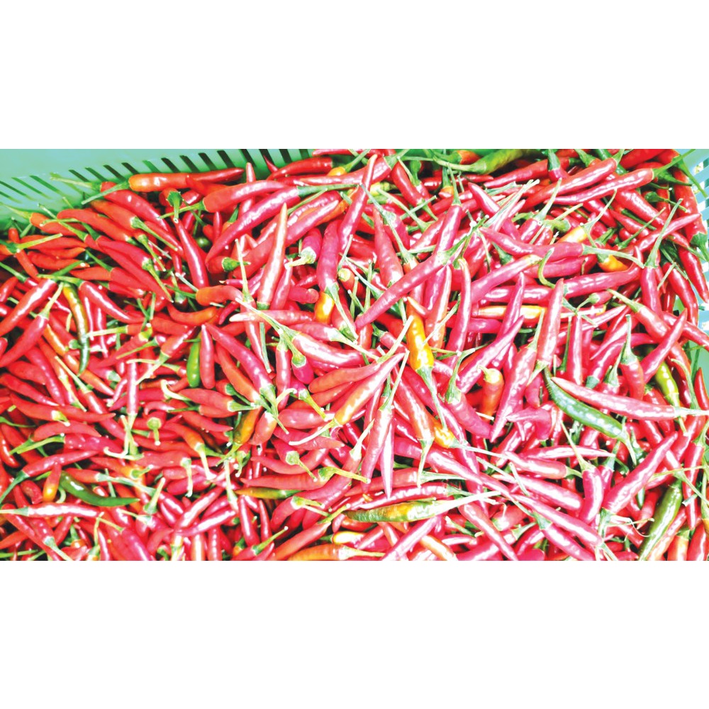 (HN) Ớt chỉ thiên cay Tươi Giao Siêu Tốc 1h