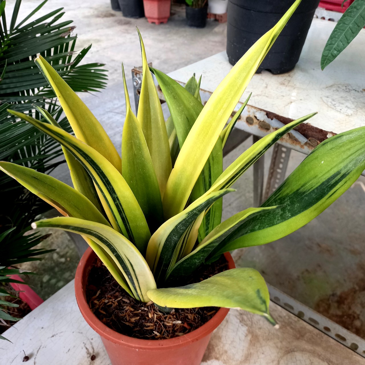 Cây Lưỡi Hổ Hoàng Kim