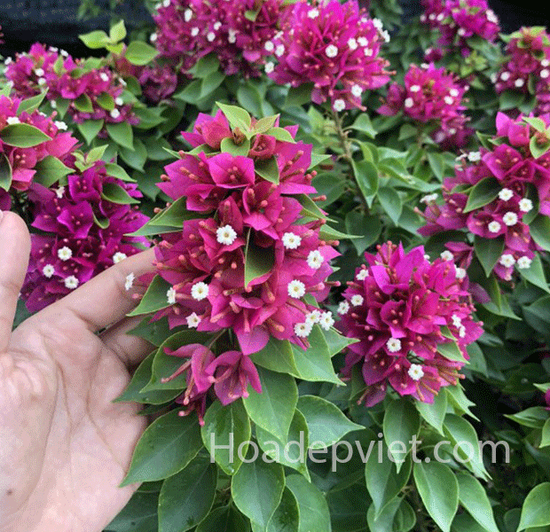 Hoa giấy Mỹ bonsai mini - phôi cây bonsai