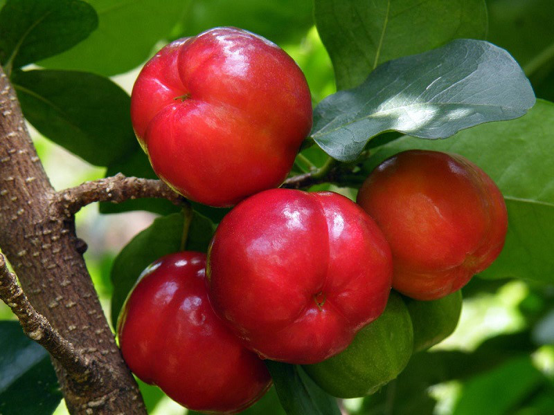 Cây giống cây sơ ri thái ngọt- cây giống nhỏ