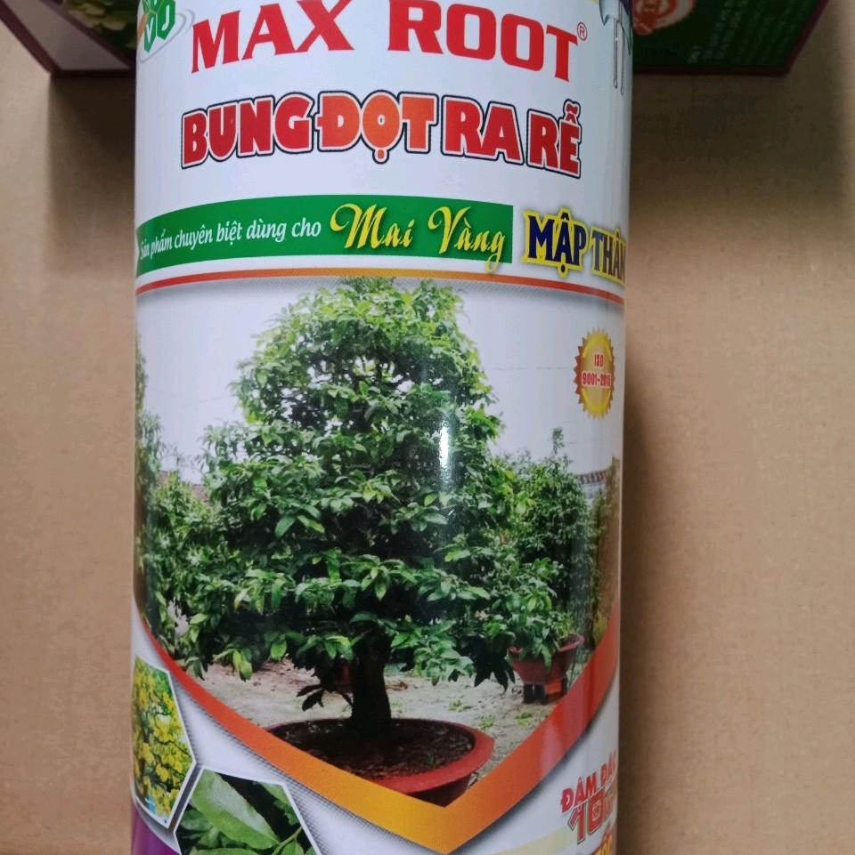 Max root - Bung đọt ra rễ mai vàng