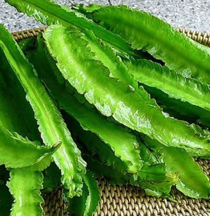 Hạt Giống Đậu rồng Wing bean 666F1 ( 20gr - 60 hạt )