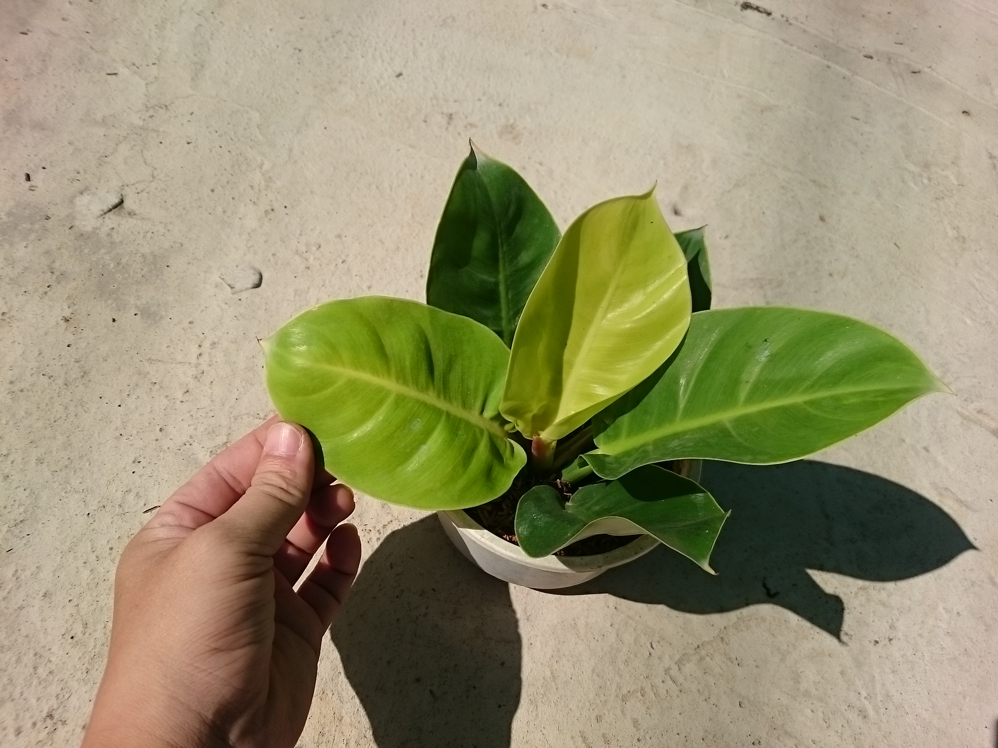 Cây Trầu Bà Đế Vương Vàng - cây cảnh để bàn