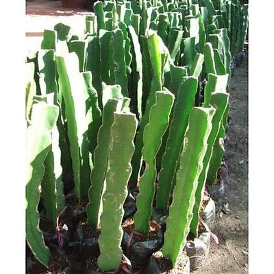 bầu cây giống thanh long đỏ ngọt bình thuận