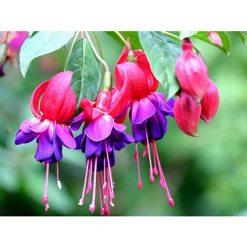 Cây giống hoa lồng đèn