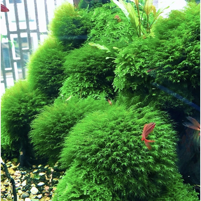 Rêu Us Fiss - rêu thủy sinh | dán lũa | dán đá | dán bonsai dễ trồng không cần co2