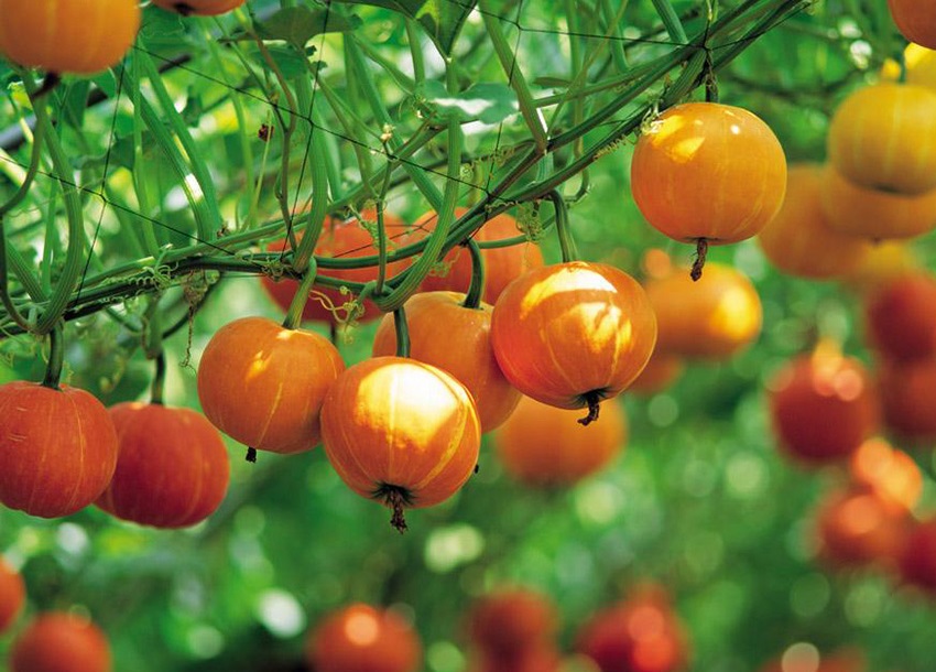Hạt giống bí ngô mặt trời gói 10 hạt