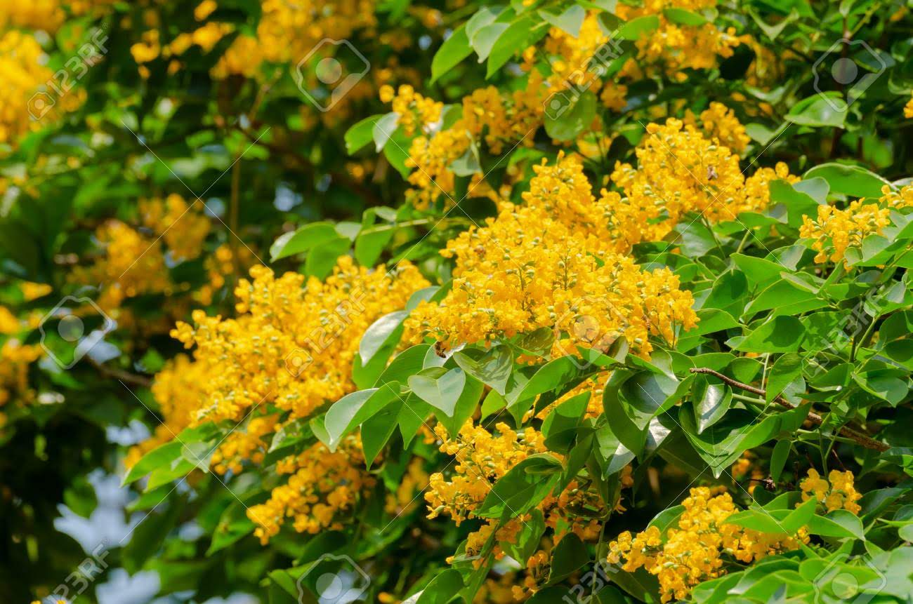 Cây Giáng Hương - cây giống