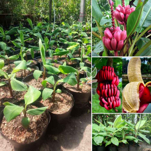 Cây giống chuối tiêu đỏ cây mô F1