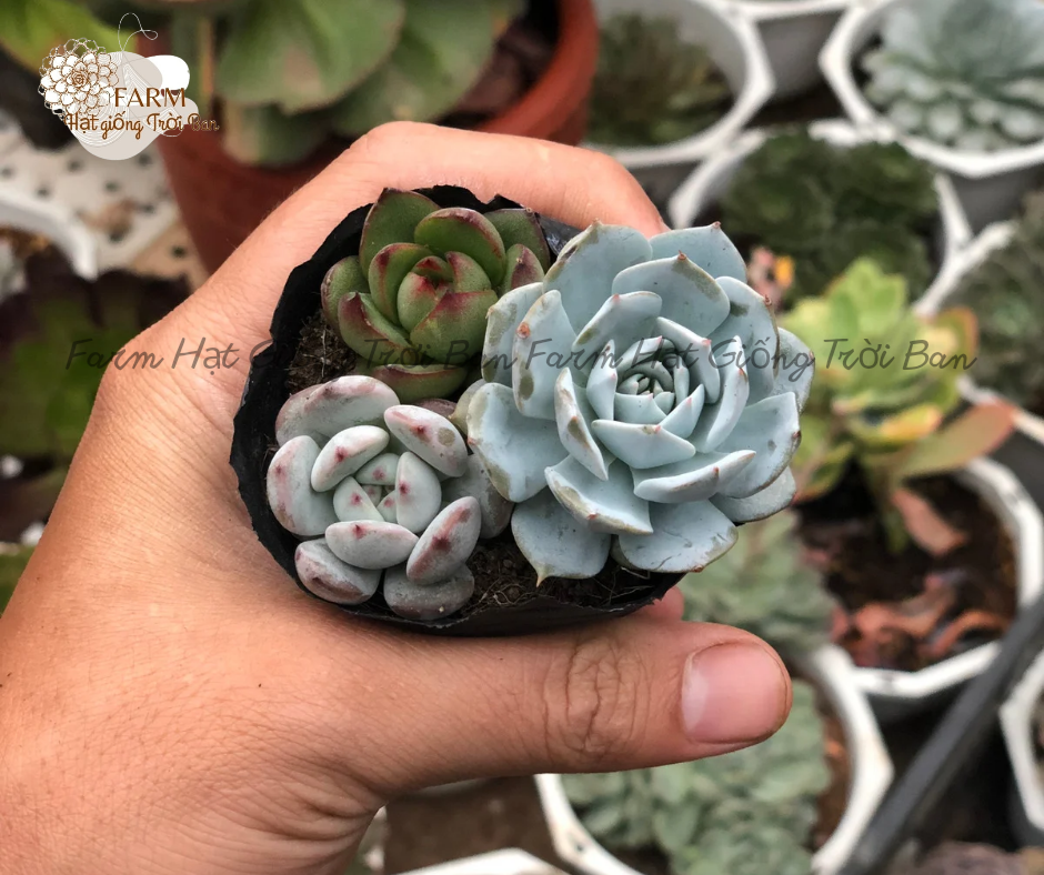 [ Ngẫu nhiên ] SEN BẦU 3 CÂY NGẪU NHIÊN - HÀNG ĐẸP
