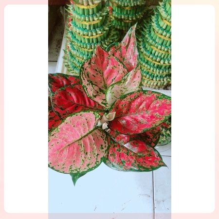 Chậu Cây Vạn Lộc Thuỷ Sinh
