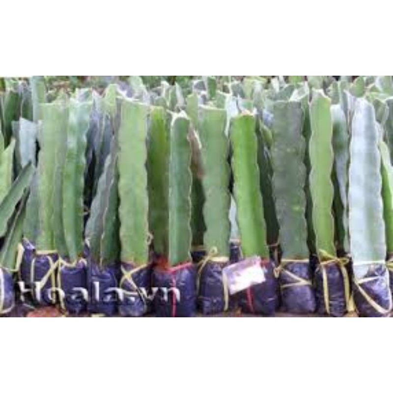 4 cây giống thanh long ruột trắng có bầu đất (tặng 1 cành ruột đỏ)