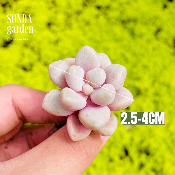 SEN SỎI HƯỜNG SIZE MINI LỖI 1 ĐỔI 1