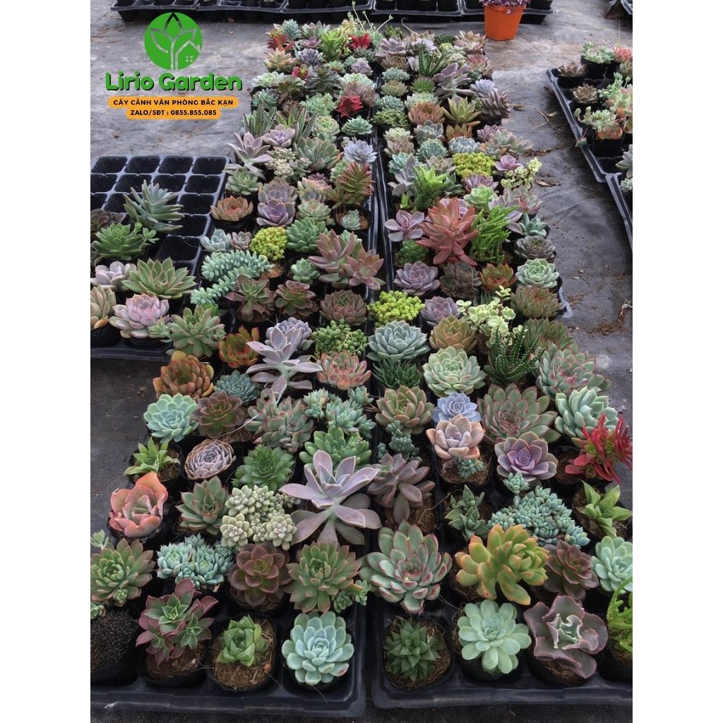 combo 10 cây sen đá size bầu