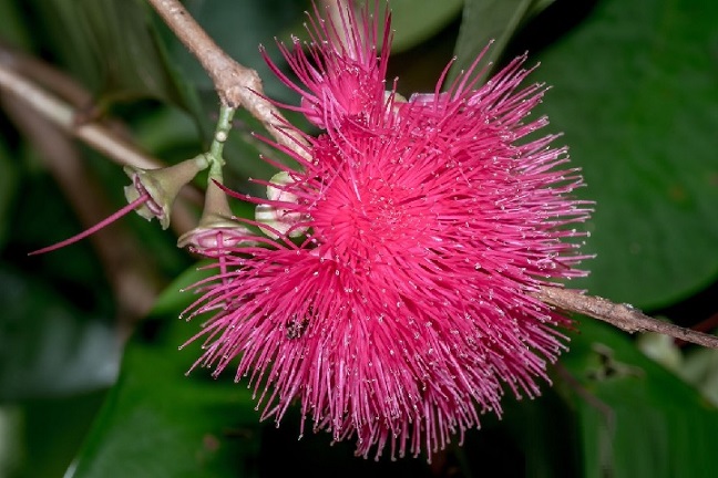 Cây Mận trái đỏ
