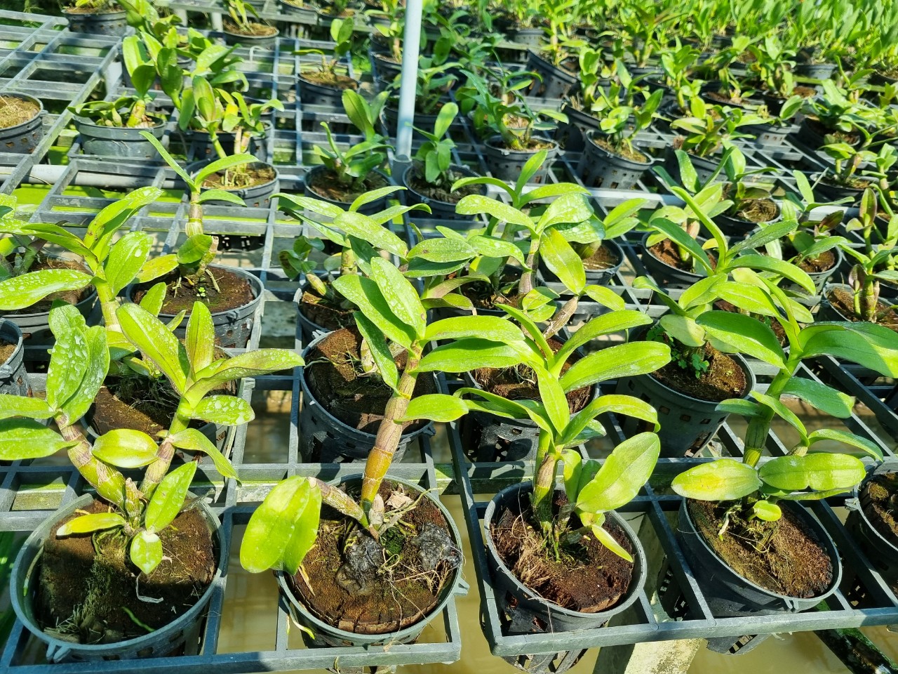 Hoa lan Sing Đỏ