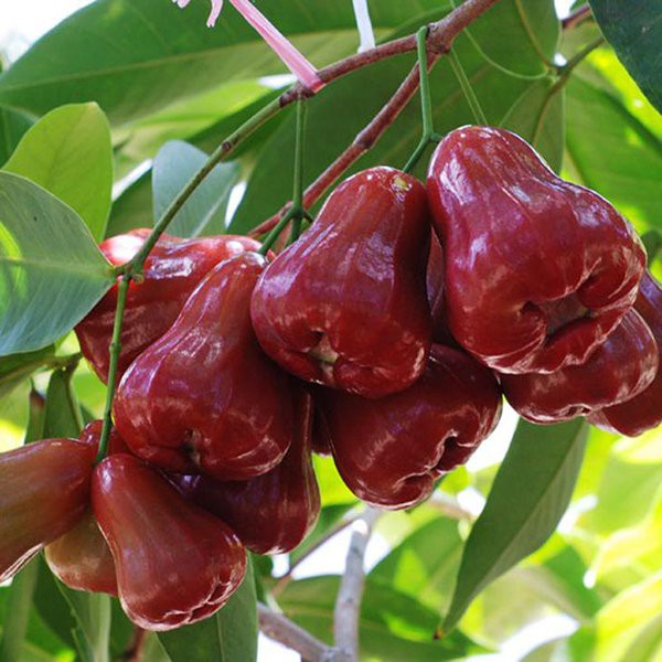 Cây mận đỏ an phước - cây giống
