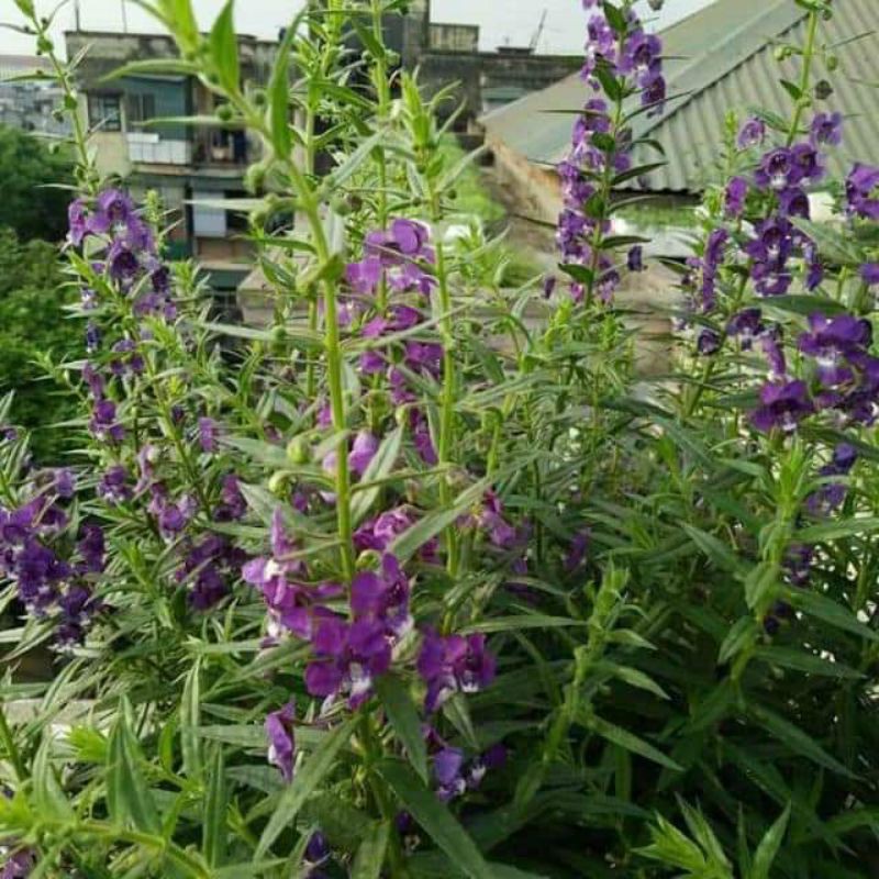 Hoa violet tím cổ thơm (cả hoa và lá đều rất thơm) - bầu cây giống size lớn