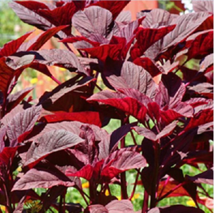 Hạt Giống Dền đỏ Lá Nhọn Amaranth Red 068 - ( 50gr - 92,000 hạt )