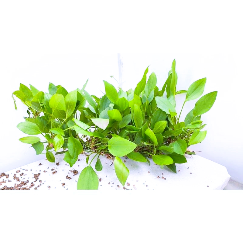 CÂY LĂNG NƯỚC- LĂNG MUỖNG  (10 cây)