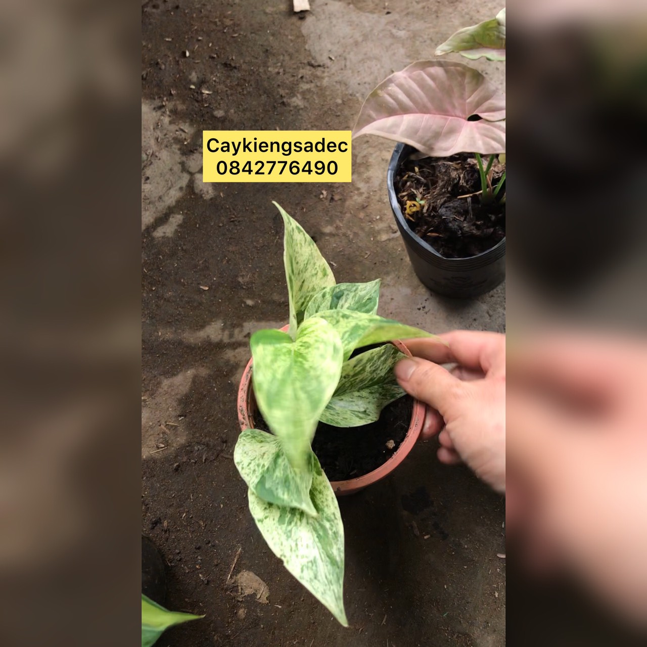 caykiengsadec combo 8 loại trầu bà