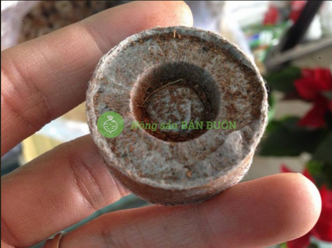 Viên nén xơ dừa ươm hạt Batrivina