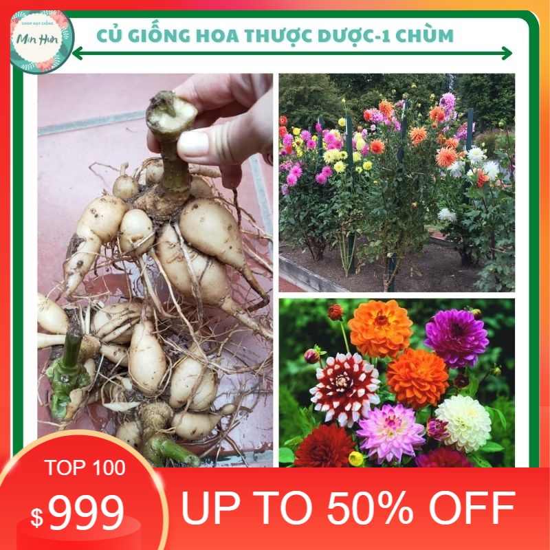 Củ hoa thược dược cánh kép nhiều màu,củ khỏe,dễ trồng