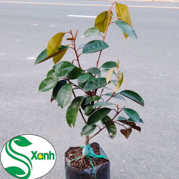Cây Giống Vú Sữa Lò Rèn