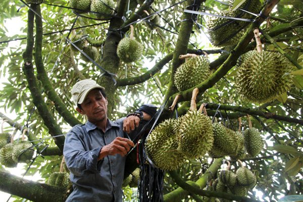 CÂY GIỐNG SẦU RIÊNG MUSANG KING (GIỐNG SẦU RIÊNG MALAYSIA HẠT LÉP)