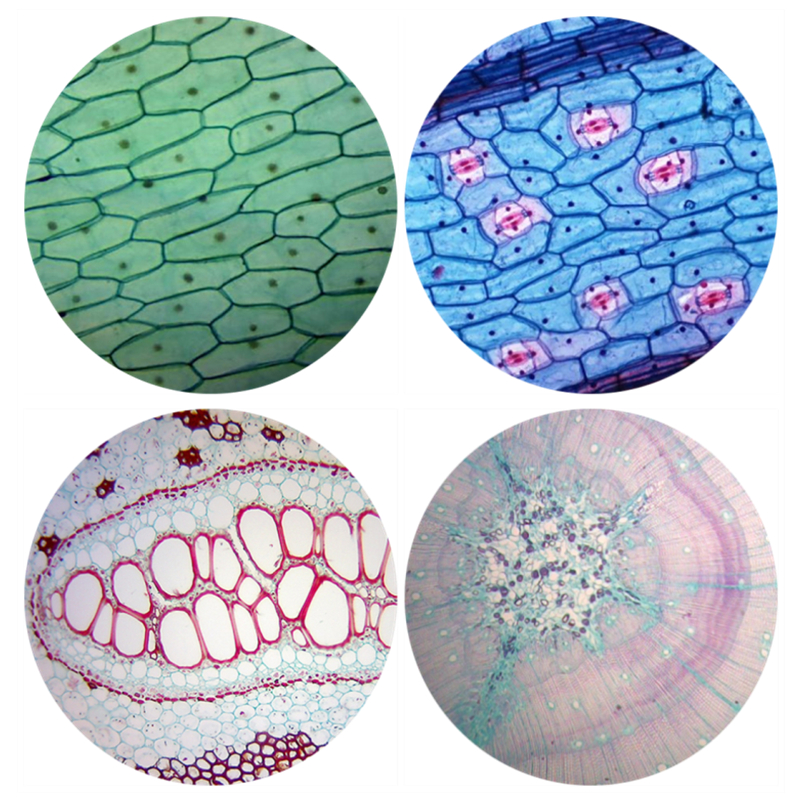 100pcs Basic Animal Plant Insect Cell Biological Prepared Glass Slides Microscope Biology Specimen