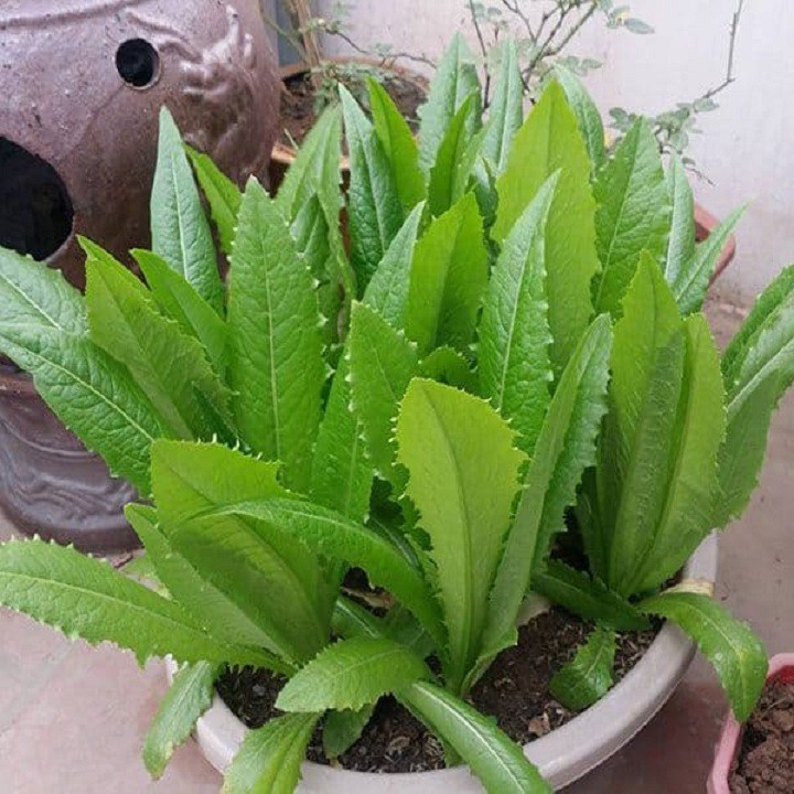 Hạt giống rau cải nhíp - gói 10 gram