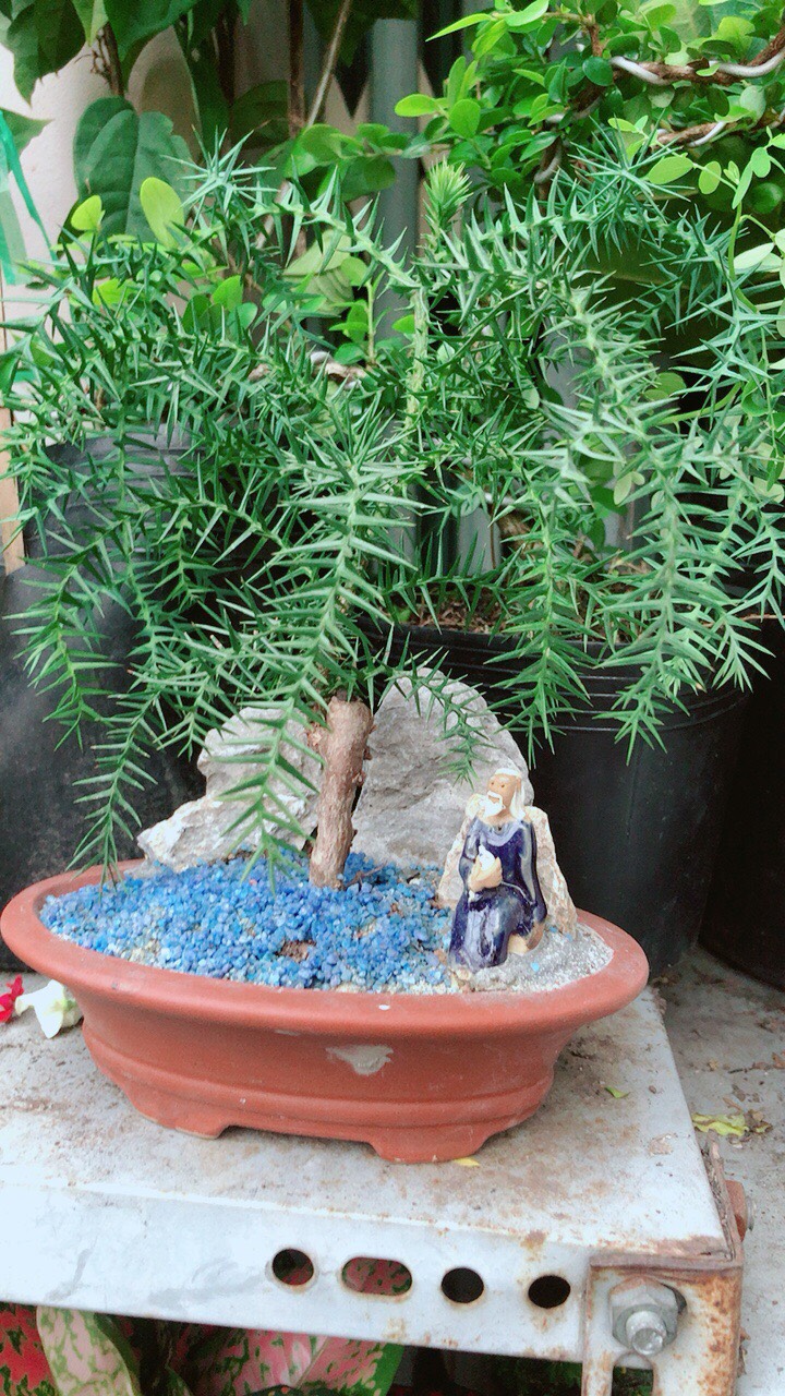Chậu Cây Tùng Bồng Lai Bonsai(Tùng bách tán)