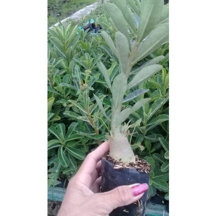 Cây giống sứ thái (Ảnh thật số 2)