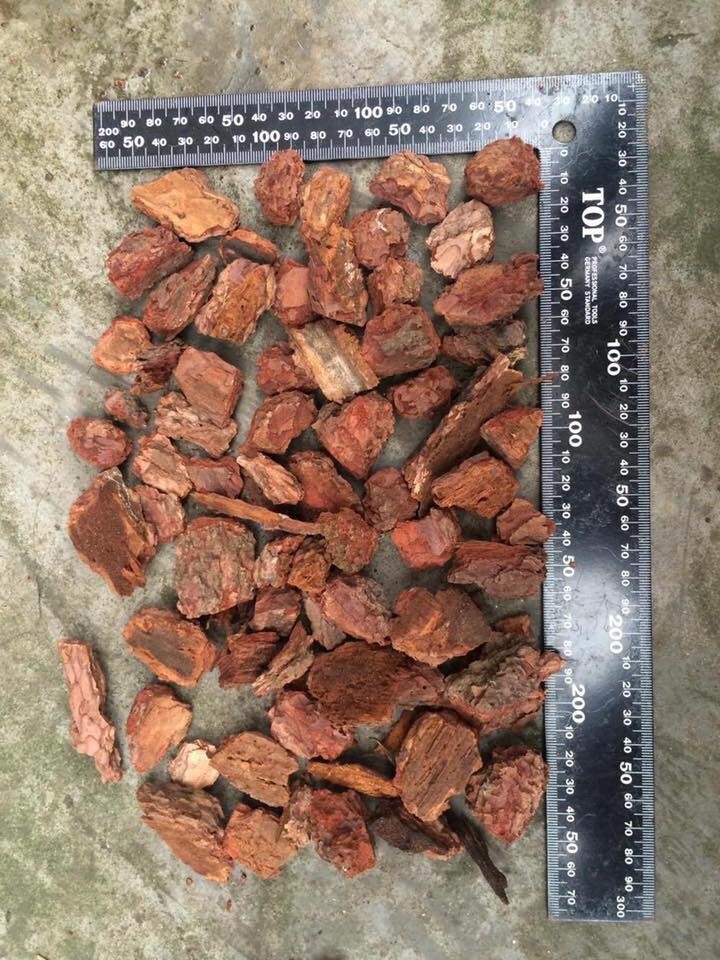 [Hcm] 01 gói VỎ THÔNG MỸ size 3-4cm