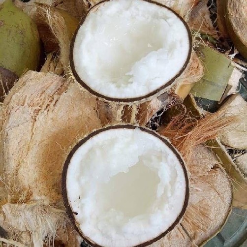 Combo 2 Cây Dừa Sáp Cây Giống Chuẩn, Chất Lượng ( VIỆN NGHIÊN CỨU RAU QUẢ HÀ NỘI)