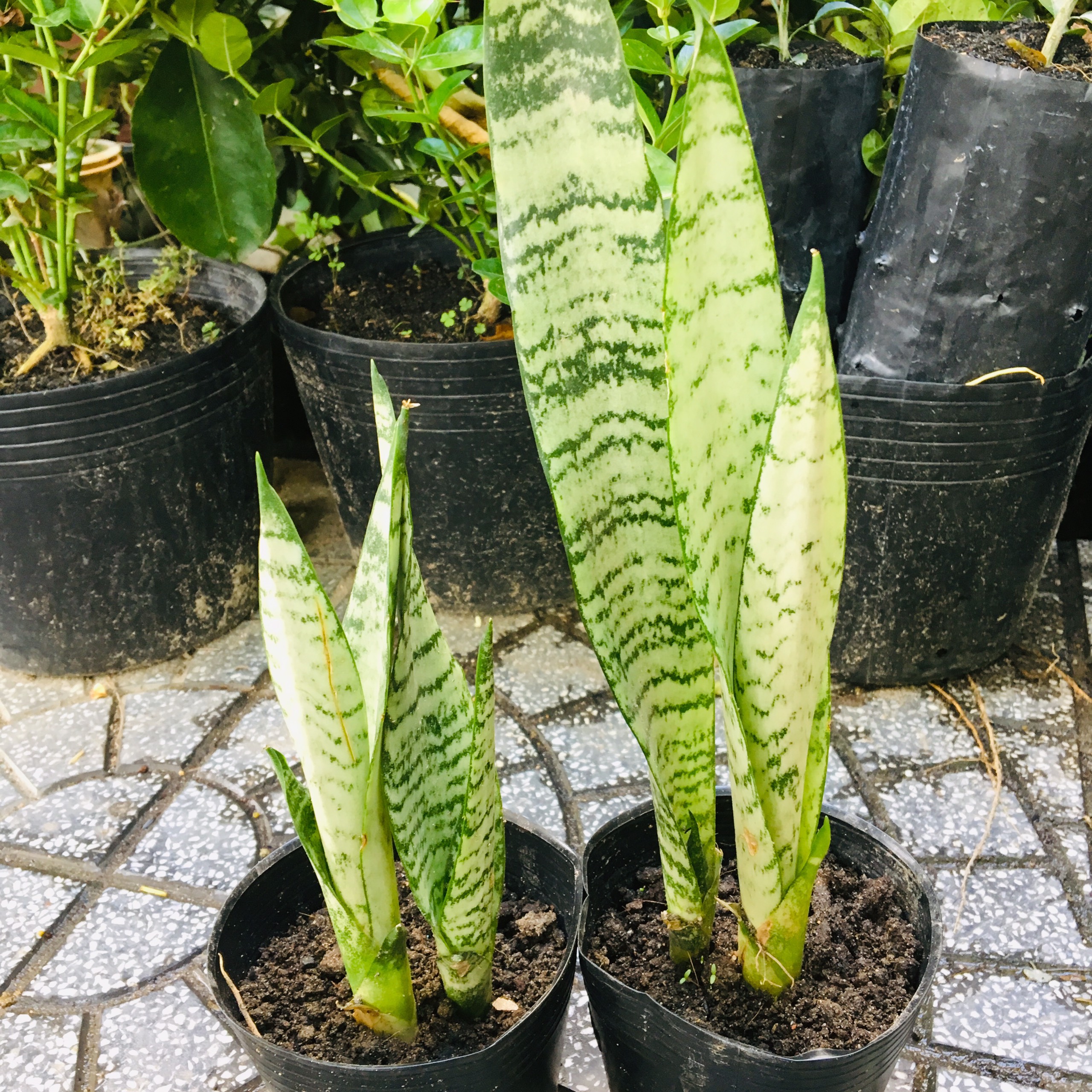 CÂY LƯỠI HỔ XANH DÁNG CAO 1 CÂY (40-50CM)