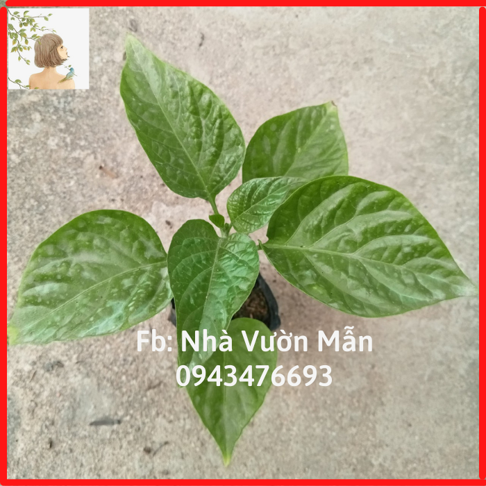 Cây (2 tháng) Ớt Trinidad Red