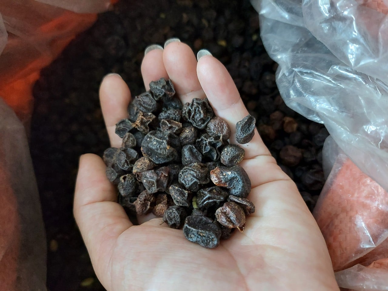 HẠT MẮC MẬT KHÔ AMINOSHI (HẠT MÓC MẬT)