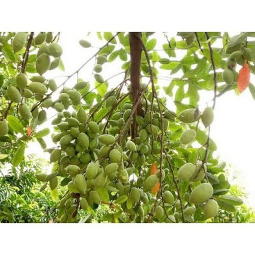 Cây Giống Cà Na Thái Siêu Trái
