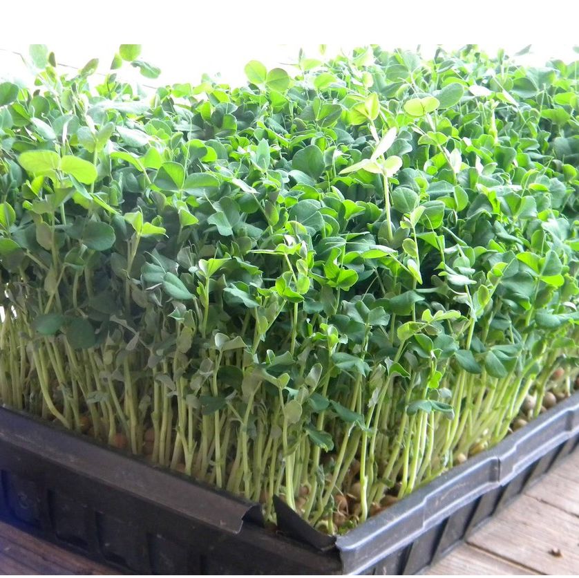 Hạt Giống Mầm Đậu Hà Lan (50gr)