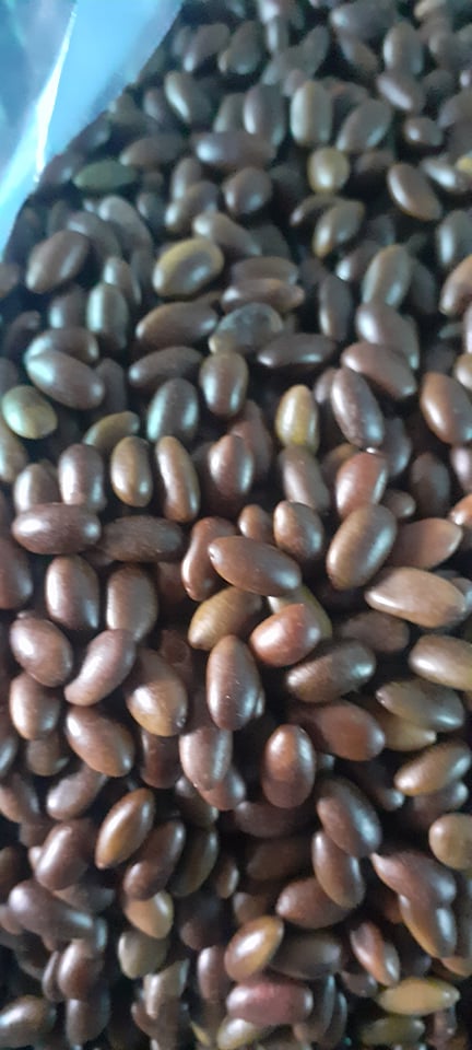 200 gram hạt giống bồ kết