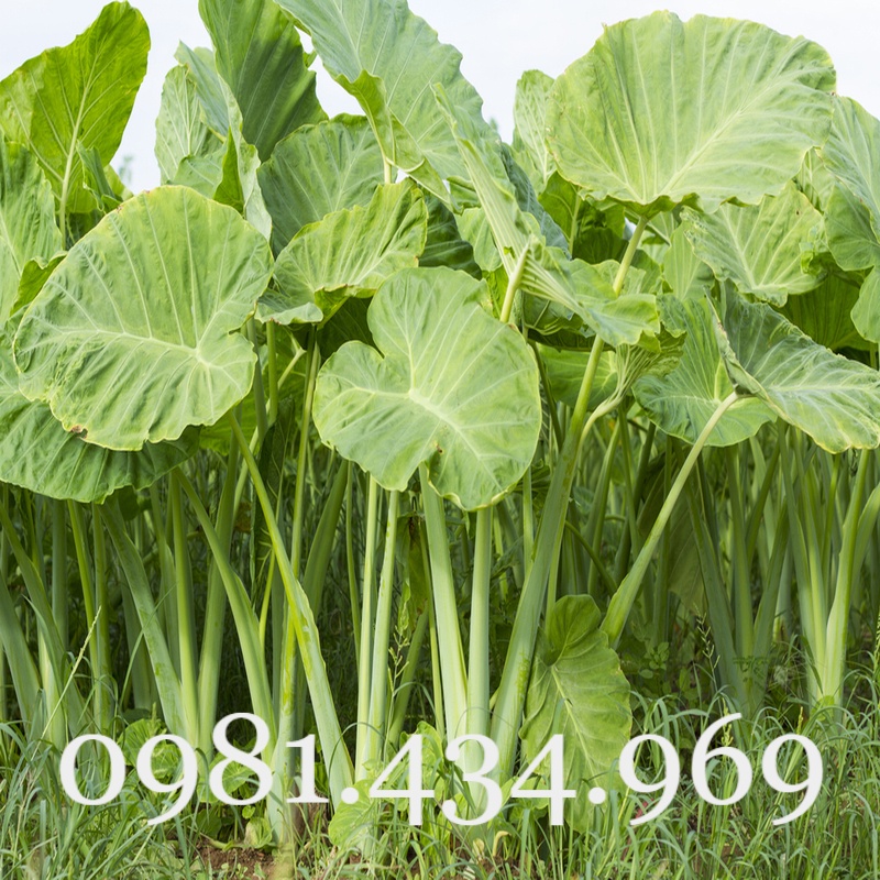 Cây bạc hà núi - ráy voi khổng lồ cao 80cm tốt mới