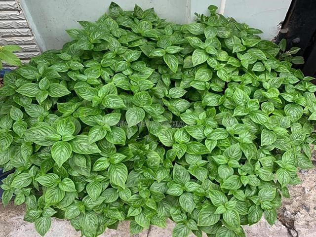 cây lá cẩm tím - bầu cây giống